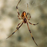 Brown Widow Spider from Florida pic 2 , 5 Pictures Of Brown Widow Spider Florida In Spider Category