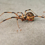 Brown Widow Spider from Florida pic 3 , 5 Pictures Of Brown Widow Spider Florida In Spider Category