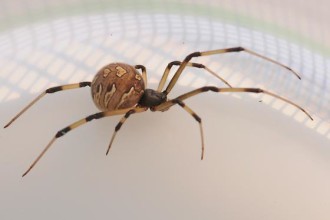 Brown Widow Spider From Florida Pic 5 , 5 Pictures Of Brown Widow Spider Florida In Spider Category