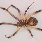 Brown Widow Spider from Florida pic 6 , 5 Pictures Of Brown Widow Spider Florida In Spider Category