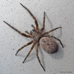 Brown house spider badumna longinqua , 10 Brown House Spider In Spider Category