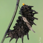 Common birdwing pre-pupal stage. , 7 Common Birdwing Caterpillar Photos In Butterfly Category