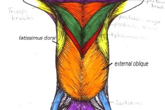 Cat Muscles Ventral Region Key , 5 Cat Muscle Anatomy Diagram In Muscles Category