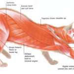 Cat muscles diagram , 5 Cat Muscle Anatomy Diagram In Muscles Category