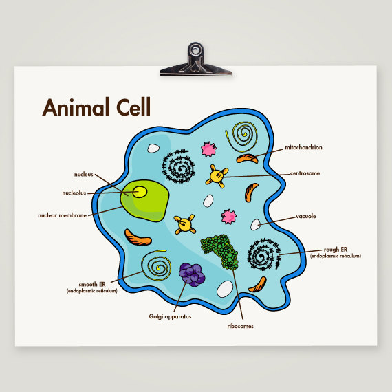Cell , 4 Facts About Animal Cells For Kids : Cell Diagram Print For Children