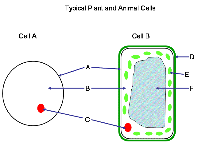 6 animal and plant cell quiz in Biological Science Picture Directory -   : Biological Science Picture Directory – 