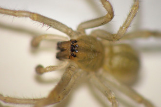 Cheiracanthium Mildei Pictures , 8 Yellow Sac Spider Pictures In Spider Category