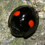 Chilocorus kuwanae lady beetle , 6 Lady Bug Beetles In Beetles Category
