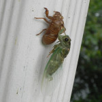 Cicada Bug Molting Picture , 6 Cicada Bug Pictures In Bug Category