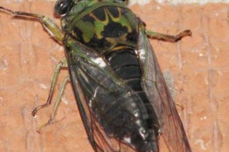 Cicada Bugs 2013 in Dog