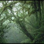 Climate Of Tropical Rainforest , 7 Tropical Rainforest Climate Photos In Forest Category