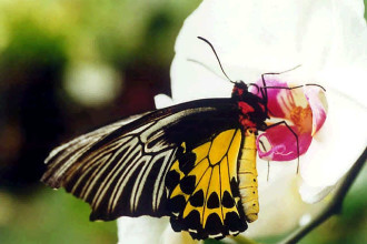 Common Birdwing Butterfly Picture , 6 Common Birdwing Butterfly Pictures In Butterfly Category