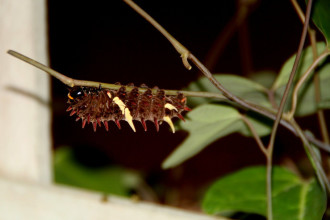 Troides helena Common Birdwing Caterpillar in Beetles