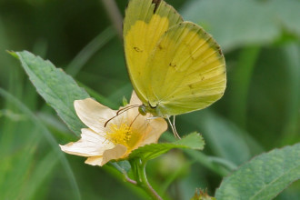 Common Grass Yellow Butterfly Pic 4 , 6 Common Grass Yellow Butterfly Pictures In Butterfly Category