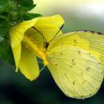 Common Grass Yellow Butterfly pic 5 , 6 Common Grass Yellow Butterfly Pictures In Butterfly Category
