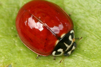 Cycloneda Polita Lady Beetle With No Spots , 6 Lady Bug Beetles In Beetles Category