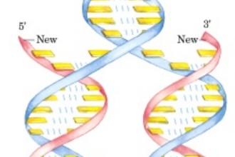 DNA Replication Pictures , 5 Animated Dna Replication In Cell Category