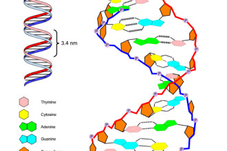 DNA Structure Diagram in Invertebrates