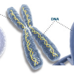 DNA chromosomes animal cell , 5 Animal Cell Chromosomes Images In Cell Category