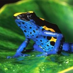 Dendrobates tinctorius in the lowland rain forest , 5 Poison Arrow Frog Rainforest Animals In Amphibia Category