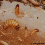 Dermestid beetles larvae , 6 Bed Bug Larvae Photos In Bug Category