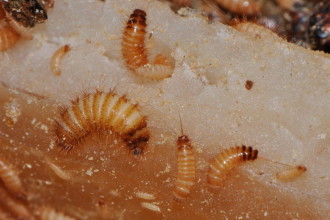 Dermestid beetles larvae in Butterfly