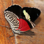 Diaethria clymena janeira , 7 Pictures Of Eighty Eight Butterfly In Butterfly Category