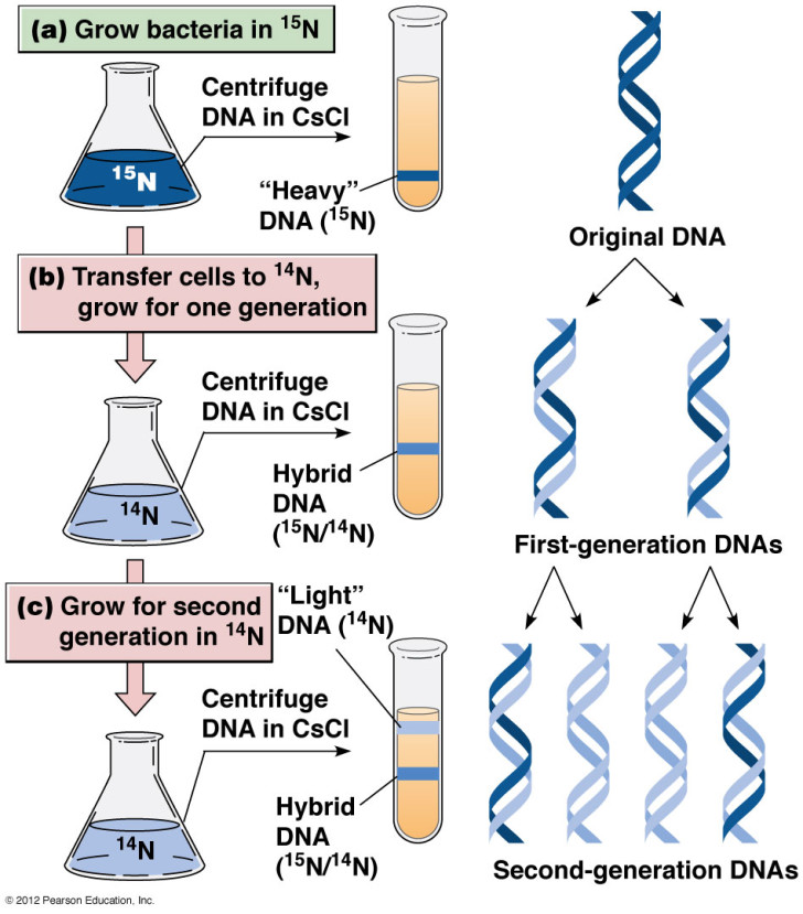 Why Is Replication Semiconservative