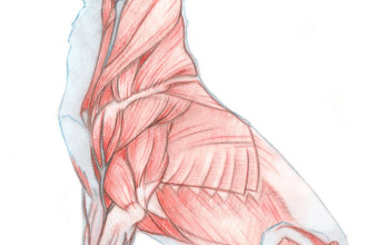 Dog Muscles Images , 4 Canine Anatomy Muscles Pictures In Muscles Category