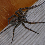 Dolomedes tenebrosus big brown spider , 6 Big Brown Spider In Spider Category
