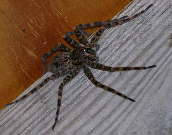 Dolomedes tenebrosus big brown spider : Biological Science Picture ...