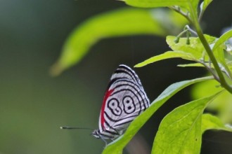 Eighty Eight Butterfly in Scientific data