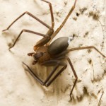 Eliminating & Preventing Brown Recluse Spider , 6 Brown Lacrosse Spider Pictures In Spider Category