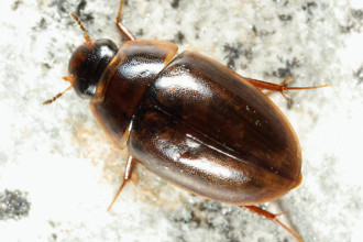 Enochrus Ochraceus Water Beetle , 7 Water Bug Beetle In Beetles Category