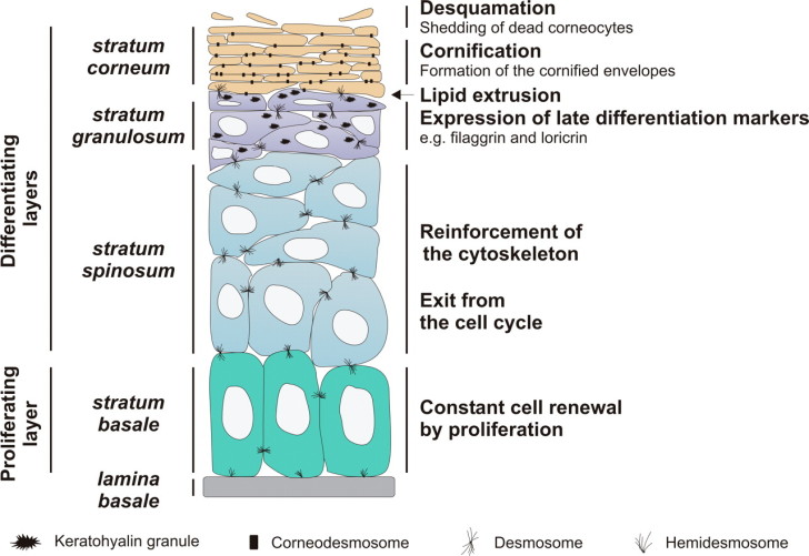 Cell , 7 Skin Structure Anatomy Diagrams : Epidermis Structure Labels