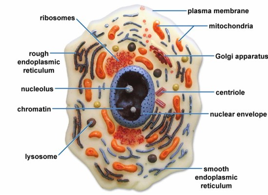 7 Eukaryotic Cell Structure in Cell - Biological Science Picture ...