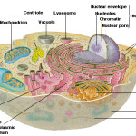 Eukaryotic Cell Structure Microbiology , 7 Eukaryotic Cell Structure In Cell Category