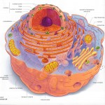 Eukaryotic cell structure diagrams , 7 Eukaryotic Cell Structure In Cell Category