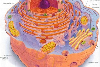 Eukaryotic Cell Structure Diagrams , 7 Eukaryotic Cell Structure In Cell Category
