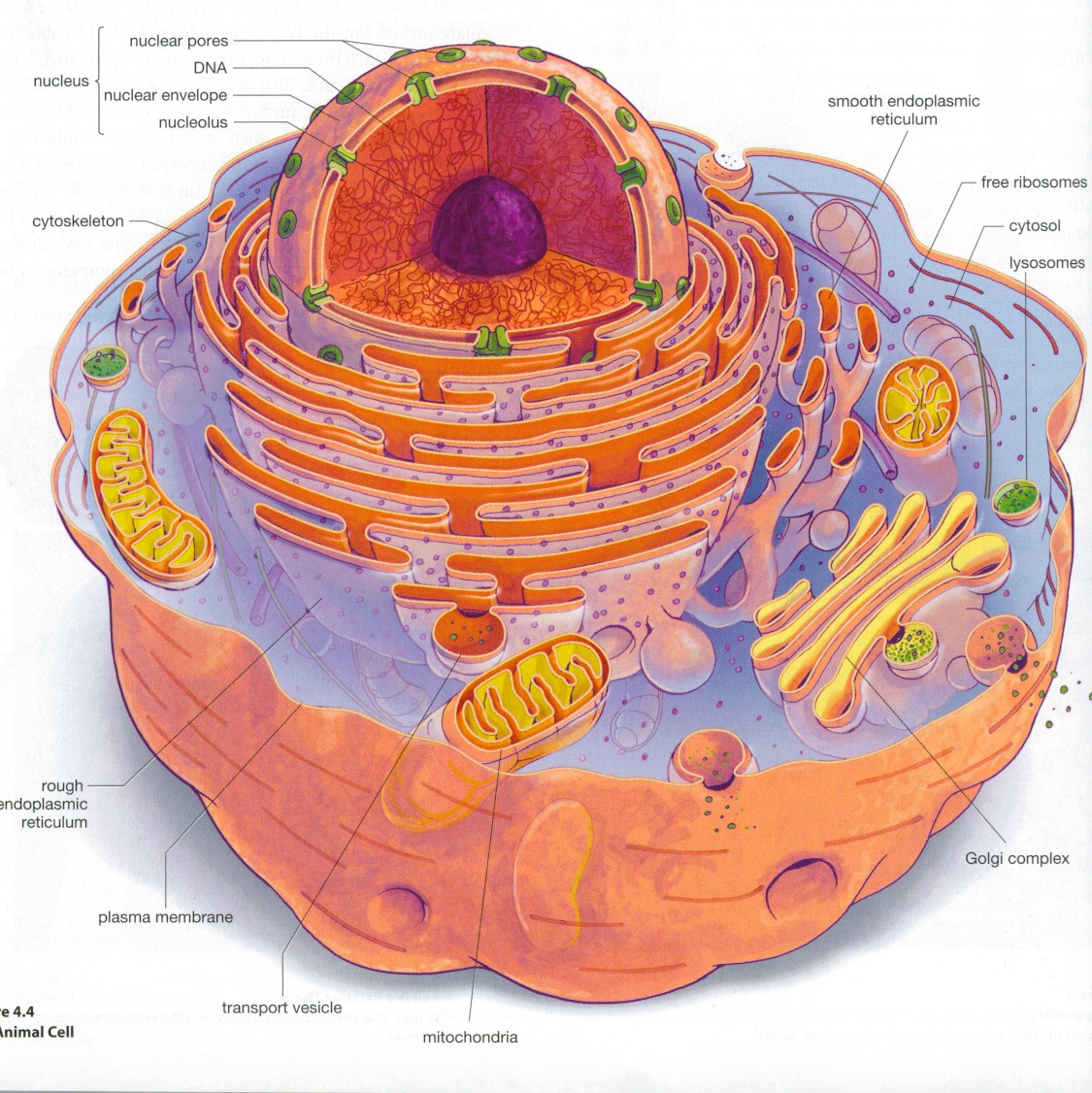 Eukaryotic cell structure diagrams Biological Science Picture