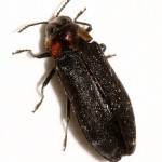 Eupristocerus cogitans Wood boring Beetle , 6 Pictures Of Wood Boring Beetle In Beetles Category