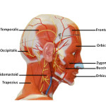 Facial Muscle Anatomy , 4 Facial Muscles Anatomy In Muscles Category