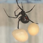 Female Juvenile Black Widow Spider pic 3 , 6 Female Juvenile Black Widow Spider Pictures In Spider Category