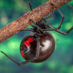 Female Juvenile Black Widow Spider pic 4 , 6 Female Juvenile Black Widow Spider Pictures In Spider Category