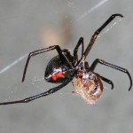 Female Juvenile Black Widow Spider pic 5 , 6 Female Juvenile Black Widow Spider Pictures In Spider Category