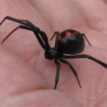 Female Juvenile Black Widow Spider pic 6 , 6 Female Juvenile Black Widow Spider Pictures In Spider Category