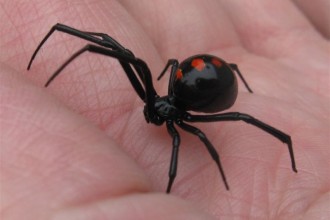 Female Juvenile Black Widow Spider Pic 6 , 6 Female Juvenile Black Widow Spider Pictures In Spider Category