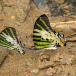Five Bar Swordtail Butterfly in Vietnam , 6 Five Bar Swordtail Butterfly Picture In Butterfly Category