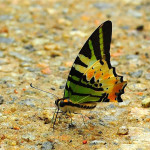 Five Bar Swordtail Butterfly minus tail , 6 Five Bar Swordtail Butterfly Picture In Butterfly Category