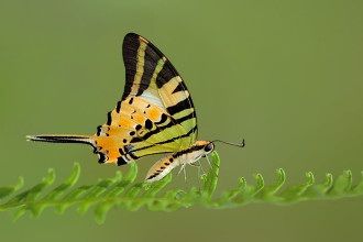 Five Bar Swordtail Butterfly Capture , 6 Five Bar Swordtail Butterfly Picture In Butterfly Category